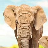 Animales Juegos de cartas-niño