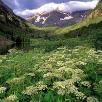 Nature Jigsaw Puzzles imagem de tela 2