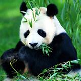 Animals Jigsaw Puzzles أيقونة