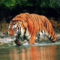 Animals Jigsaw Puzzles Cartaz