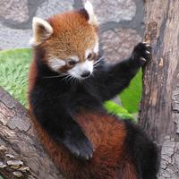 Animals Jigsaw Puzzles imagem de tela 1