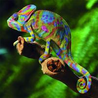 Animals Jigsaw Puzzles imagem de tela 2