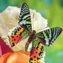 APK Butterflies Jigsaw Puzzles