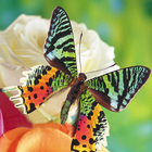Butterflies Jigsaw Puzzles icône