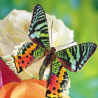 Butterflies Jigsaw Puzzles أيقونة