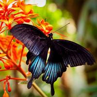 Butterflies Jigsaw Puzzles الملصق