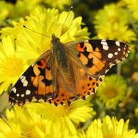 Butterflies Jigsaw Puzzles تصوير الشاشة 1