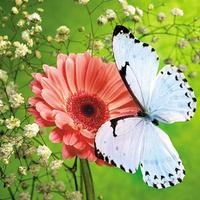 Butterflies Jigsaw Puzzles تصوير الشاشة 2
