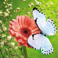 Butterflies Jigsaw Puzzles capture d'écran 2