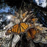 Butterflies Jigsaw Puzzles تصوير الشاشة 3