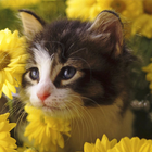 Icona Cat Jigsaw Puzzles