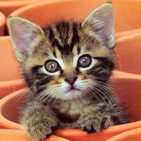 Poster Cat Jigsaw Puzzles