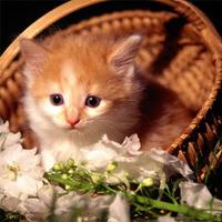 1 Schermata Cat Jigsaw Puzzles