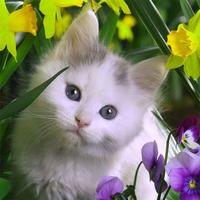 2 Schermata Cat Jigsaw Puzzles