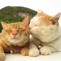 3 Schermata Cat Jigsaw Puzzles