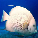 Fish Jigsaw Puzzles APK