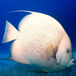 Fish Jigsaw Puzzles