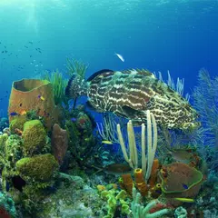 Скачать Fish Jigsaw Puzzles APK