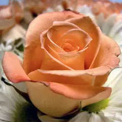 Скачать Flower Jigsaw Puzzles APK