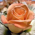 Flower Jigsaw Puzzles أيقونة