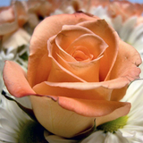 Flower Jigsaw Puzzles أيقونة