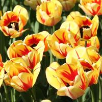 Flower Jigsaw Puzzles تصوير الشاشة 3