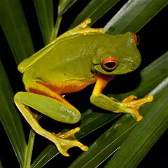 Baixar Frogs Jigsaw Puzzles APK