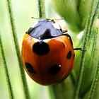 Insects Jigsaw Puzzles icon