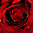 Roses Jigsaw Puzzles APK