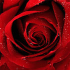 Roses Jigsaw Puzzles ícone