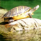 Turtles Jigsaw Puzzles