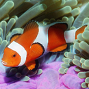 Underwater Jigsaw Puzzles APK