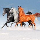 Horses Recount icône