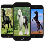 Imagenes de caballos