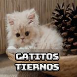 Imágenes de gatitos tiernos