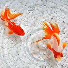 Goldfish Live Wallpaper 4K simgesi