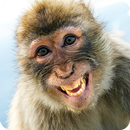 Animals Laughing Stickers APK