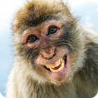 Animals Laughing Stickers أيقونة