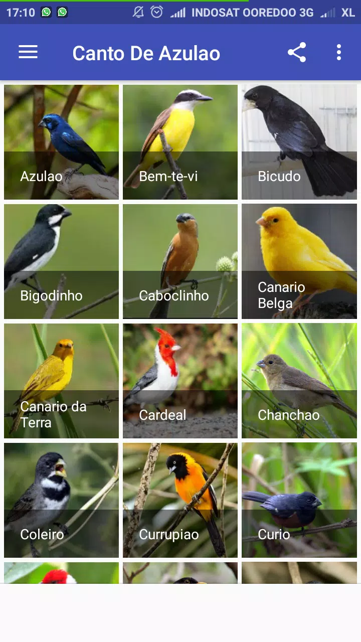 Lista de Torneios Oficiais de canto de Pássaros