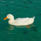Duck wallpaper иконка