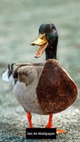 Duck wallpaper постер