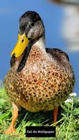 Duck wallpaper скриншот 1