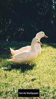 Duck wallpaper скриншот 3