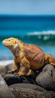 Iguanas Wallpaper screenshot 1