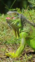Iguanas Wallpaper screenshot 2