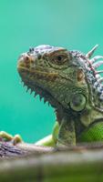 Iguanas Wallpaper screenshot 3