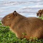 Capybara wallpaper Zeichen