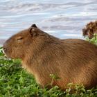 Capybara wallpaper 아이콘