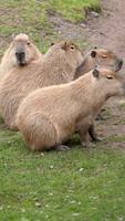 Capybara wallpaper 포스터
