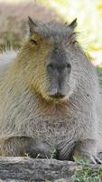 Capybara wallpaper capture d'écran 1
